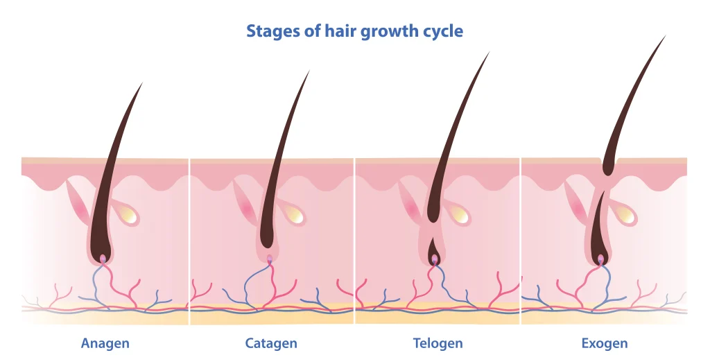 ghk-cu prolongs anagen phase hair cycle How the Hair Growth Cycle Impacts Hair Loss Diagnosis & Treatment